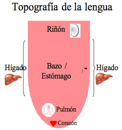 Diagnóstico del paciente mediante el uso de la lengua en Medicina Tradicional China - Image 1