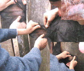 Evaluación de la aptitud reproductiva potencial y funcional del toro. Capacidad de servicio. - Image 8