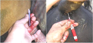 Evaluación de la aptitud reproductiva potencial y funcional del toro. Capacidad de servicio. - Image 39