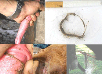 Evaluación de la aptitud reproductiva potencial y funcional del toro. Capacidad de servicio. - Image 23