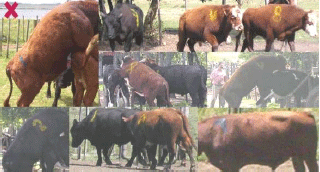 Evaluación de la aptitud reproductiva potencial y funcional del toro. Capacidad de servicio. - Image 35