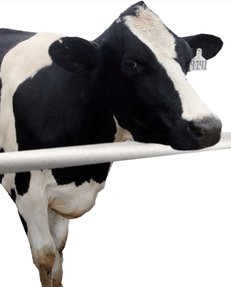 Efecto del Estrés sobre el Desempeño Reproductivo de los Animales de Importancia Económica para el Hombre - Image 2