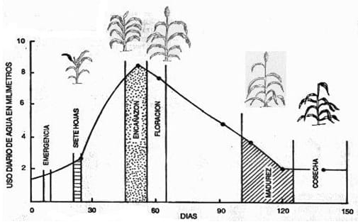 Sorgo Granífero, La importancia de su cultivo y correcto manejo en Siembra Directa, Año 2014 - Image 2