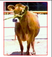 GUIÓN PEGAGOGÍCO RAZAS DE GANADO BOVINO DE LECHE - Image 4