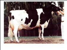 GUIÓN PEGAGOGÍCO RAZAS DE GANADO BOVINO DE LECHE - Image 8