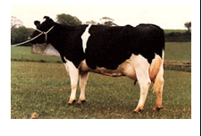 GUIÓN PEGAGOGÍCO RAZAS DE GANADO BOVINO DE LECHE - Image 11