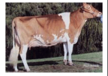 GUIÓN PEGAGOGÍCO RAZAS DE GANADO BOVINO DE LECHE - Image 7