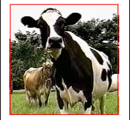 GUIÓN PEGAGOGÍCO RAZAS DE GANADO BOVINO DE LECHE - Image 1