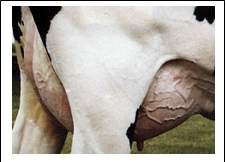 GUIÓN PEGAGOGÍCO RAZAS DE GANADO BOVINO DE LECHE - Image 10