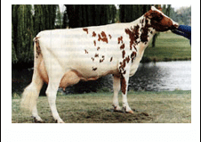 GUIÓN PEGAGOGÍCO RAZAS DE GANADO BOVINO DE LECHE - Image 13