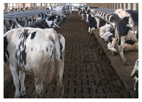 Tipos de suelos en las instalaciones de vacuno lechero - Image 19