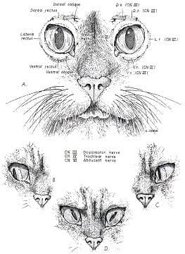 EXAMEN ENCEFALICO - Image 7