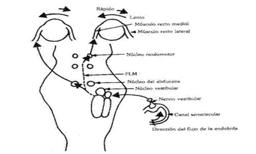 ASPECTOS BÁSICOS DEL SÍNDROME VESTIBULAR EN PERROS Y GATOS - Image 4
