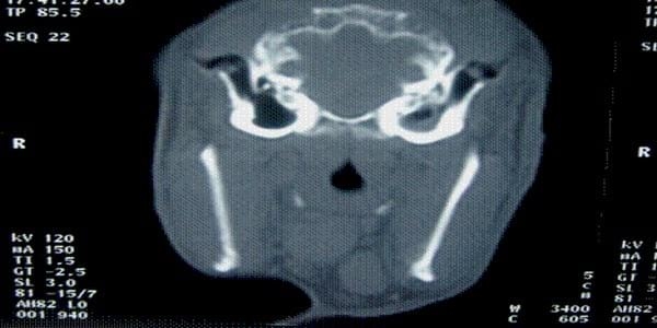 ASPECTOS BÁSICOS DEL SÍNDROME VESTIBULAR EN PERROS Y GATOS - Image 8
