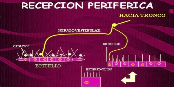 ASPECTOS BÁSICOS DEL SÍNDROME VESTIBULAR EN PERROS Y GATOS - Image 2
