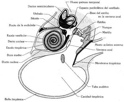 ASPECTOS BÁSICOS DEL SÍNDROME VESTIBULAR EN PERROS Y GATOS - Image 1