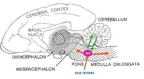 ASPECTOS BÁSICOS DEL SÍNDROME VESTIBULAR EN PERROS Y GATOS - Image 3