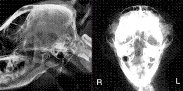 ASPECTOS BÁSICOS DEL SÍNDROME VESTIBULAR EN PERROS Y GATOS - Image 7