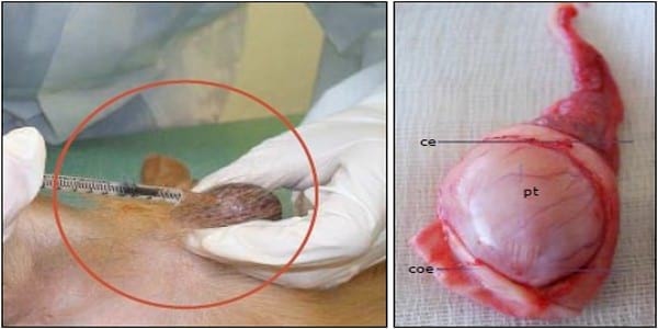 Evaluación del ácido láctico al 88% como protocolo de castración química en perros. - Image 1