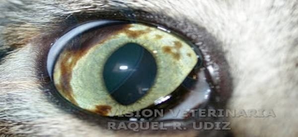 MELANOSIS Y MELANOMA DIFUSO DE IRIS EN GATOS - Image 5