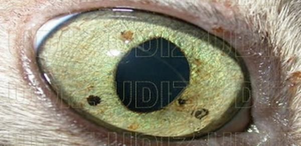 MELANOSIS Y MELANOMA DIFUSO DE IRIS EN GATOS - Image 2