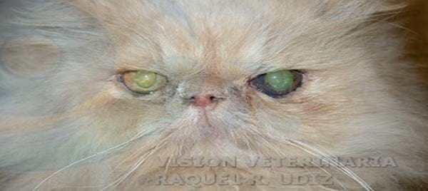 MELANOSIS Y MELANOMA DIFUSO DE IRIS EN GATOS - Image 4