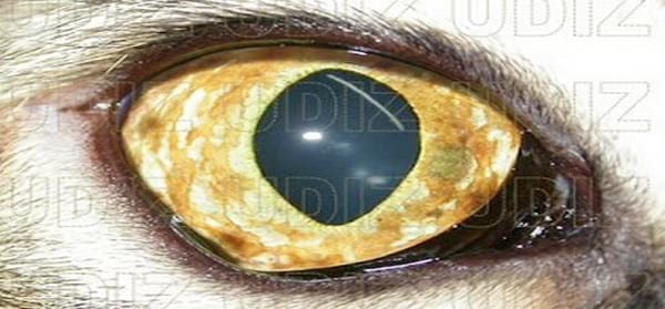 MELANOSIS Y MELANOMA DIFUSO DE IRIS EN GATOS - Image 3
