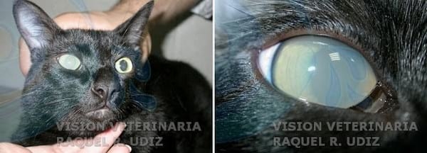 LIPEMIA DEL HUMOR ACUOSO - Image 1