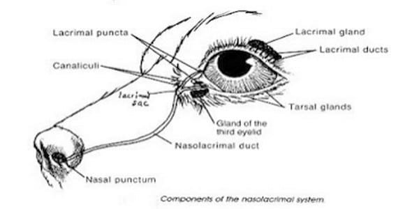IMPERFORACIÓN DEL PUNTO LAGRIMAL - Image 1