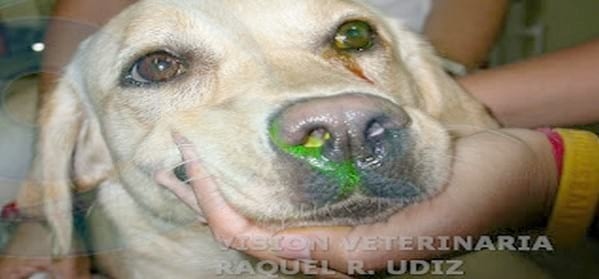 IMPERFORACIÓN DEL PUNTO LAGRIMAL - Image 2