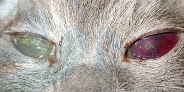 HIPERTENSIÓN SISTÉMICA Y AFECCIÓN OCULAR - Image 1