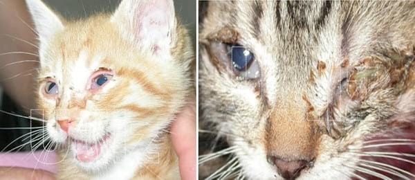 HERPESVIROSIS FELINA/RINOTRAQUEÍTIS FELINA/ HVF-1 - Image 1
