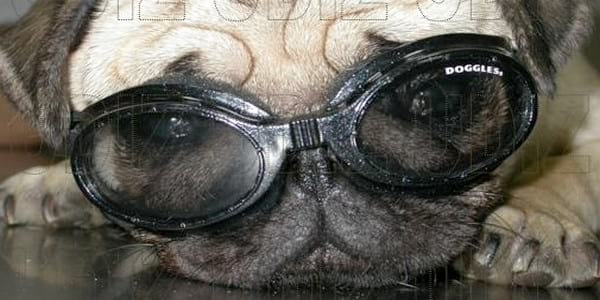 GAFAS Y LENTILLAS PARA ANIMALES - Image 3