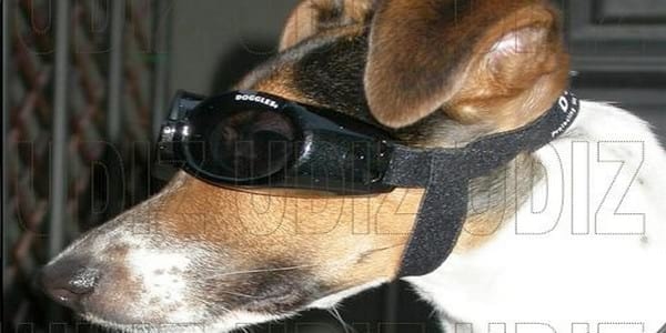 GAFAS Y LENTILLAS PARA ANIMALES - Image 2