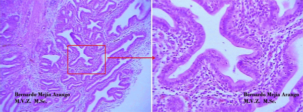 Enfermedad de Gumboro: depleción linfoide y lesiones atróficas, pueden ser inducidas por las vacunas? - Image 6