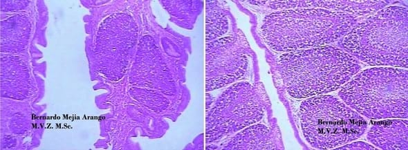 Enfermedad de Gumboro: depleción linfoide y lesiones atróficas, pueden ser inducidas por las vacunas? - Image 5