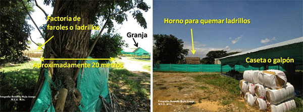 Antracosis. Las aves comerciales, un indicador biológico? - Image 10