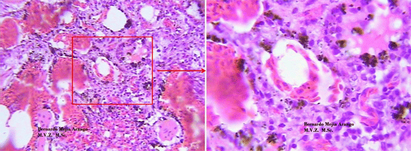 Antracosis. Las aves comerciales, un indicador biológico? - Image 1