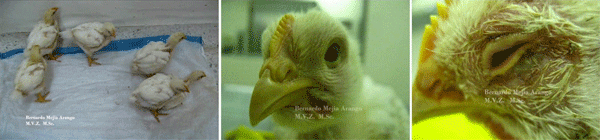 Antracosis. Las aves comerciales, un indicador biológico? - Image 3