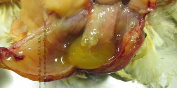 Prolapso de cloaca. También afecta al pollo de engorde. Discusión sobre posible implicación de la zearalenona como agente etiológico. - Image 6