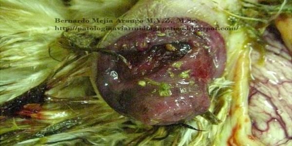 Prolapso de cloaca. También afecta al pollo de engorde. Discusión sobre posible implicación de la zearalenona como agente etiológico. - Image 1