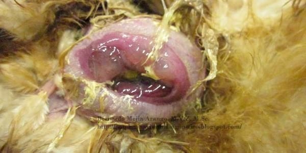 Prolapso de cloaca. También afecta al pollo de engorde. Discusión sobre posible implicación de la zearalenona como agente etiológico. - Image 2