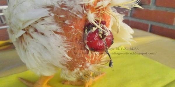 Prolapso de cloaca. También afecta al pollo de engorde. Discusión sobre posible implicación de la zearalenona como agente etiológico. - Image 3