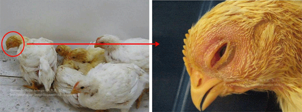 Síndrome de cabeza hinchada. Tratamiento con solución yodada: ¿Mito o realidad? - Image 2