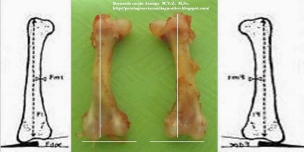 Varus y valgus. Deformación de la articulación intertarsal. Manejo? Genética? - Image 2