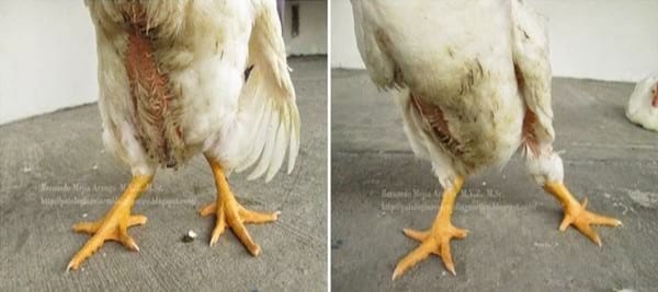Varus y valgus. Deformación de la articulación intertarsal. Manejo? Genética? - Image 4