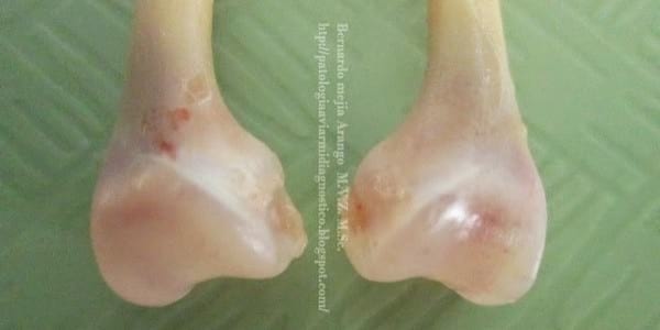 Varus y valgus. Deformación de la articulación intertarsal. Manejo? Genética? - Image 6