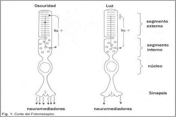 Electrofisiología Ocular. - Image 1