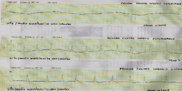 Vías aurículoventricular accesorias en perros y gatos que producen preexcitación ventricular. - Image 3