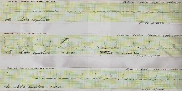 Vías aurículoventricular accesorias en perros y gatos que producen preexcitación ventricular. - Image 2